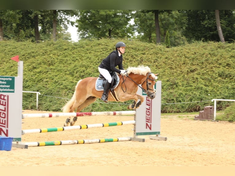 Haflinger Yegua 6 años 152 cm Alazán in Linz