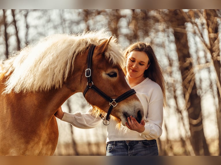 Haflinger Yegua 6 años 152 cm Alazán in Linz