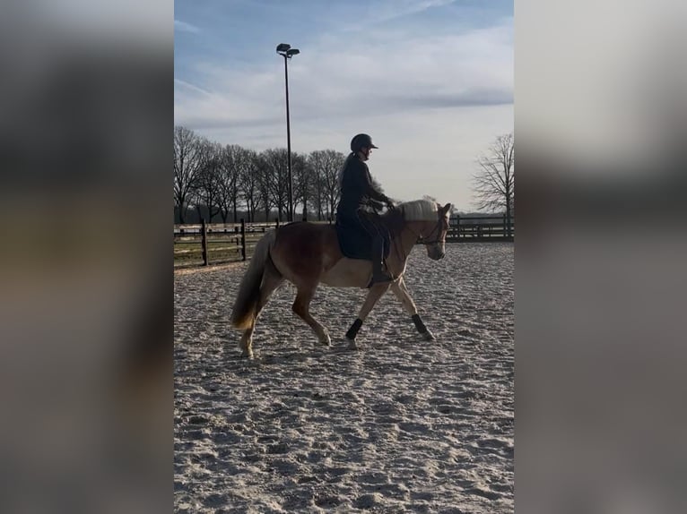Haflinger Yegua 6 años 152 cm Alazán in Enschede