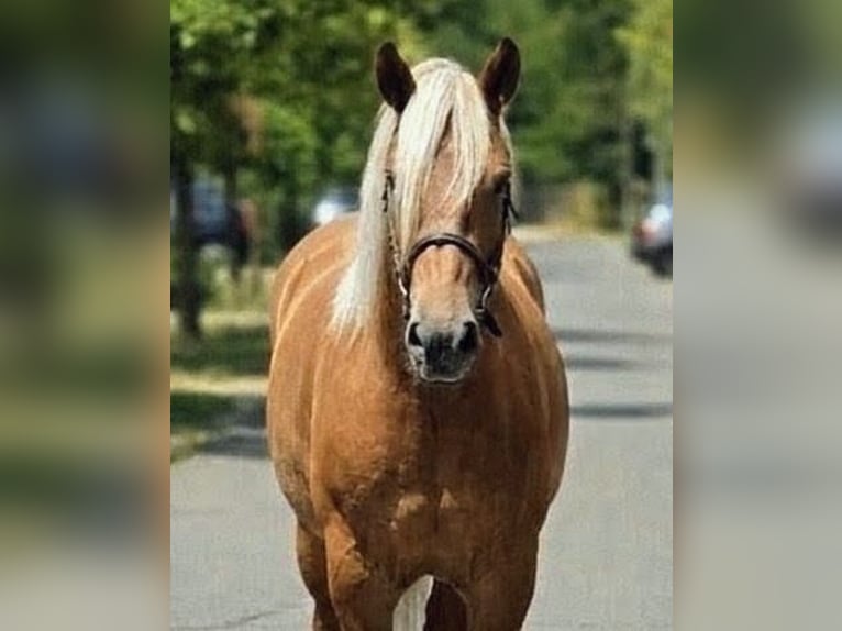 Haflinger Mestizo Yegua 6 años 152 cm Palomino in Békéscsaba