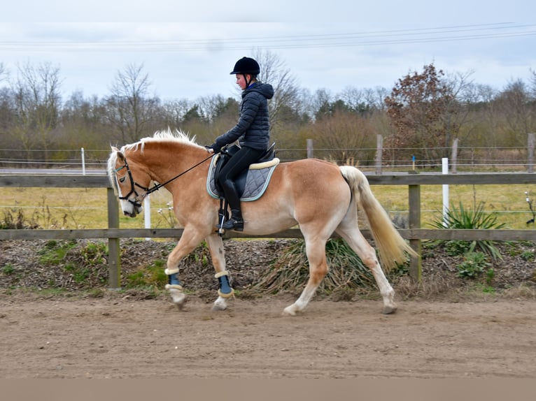 Haflinger Yegua 6 años 155 cm Alazán in Berenbrock Haflinger Yegua 6 años 155 cm Alazán in Berenbrock