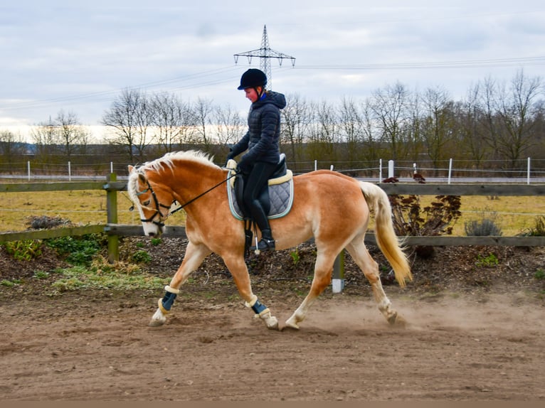 Haflinger Yegua 6 años 155 cm Alazán in Berenbrock Haflinger Yegua 6 años 155 cm Alazán in Berenbrock