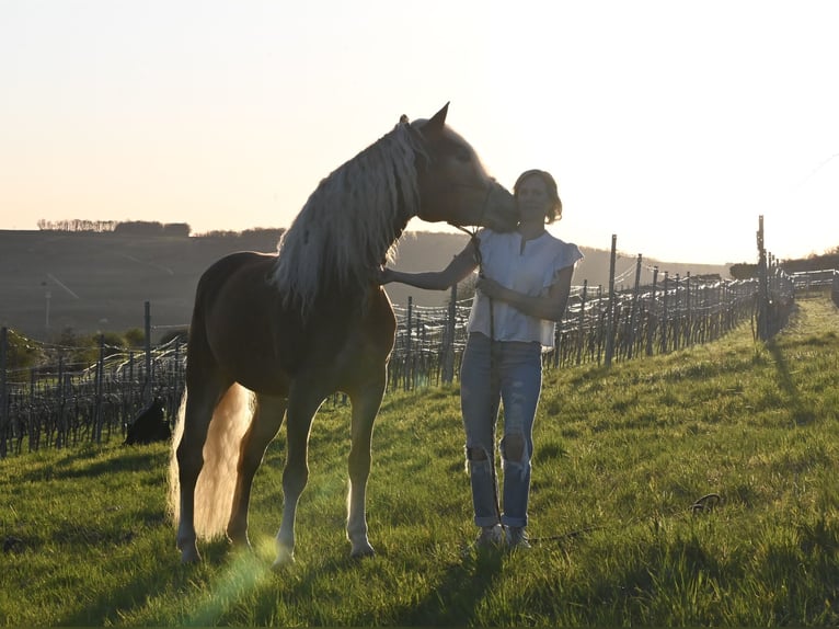 Haflinger Yegua 6 años 155 cm Alazán in Schwabenheim an der Selz