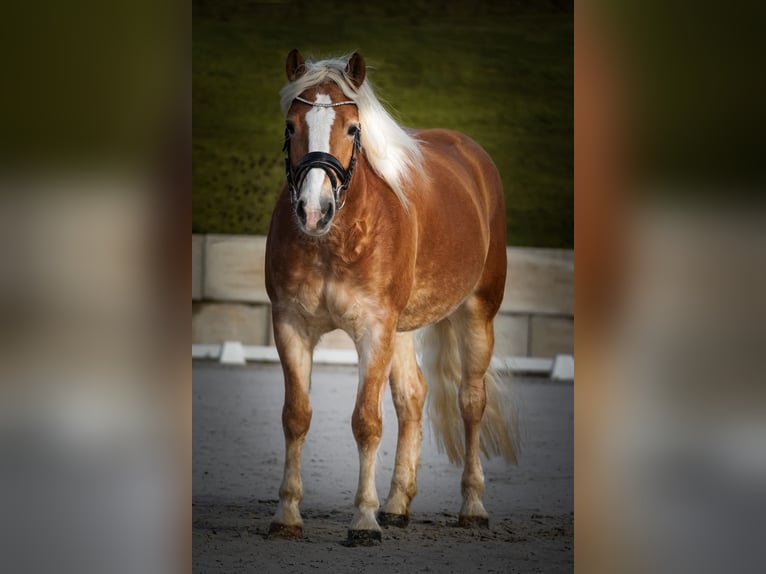 Haflinger Yegua 6 años 155 cm Alazán in Nettersheim