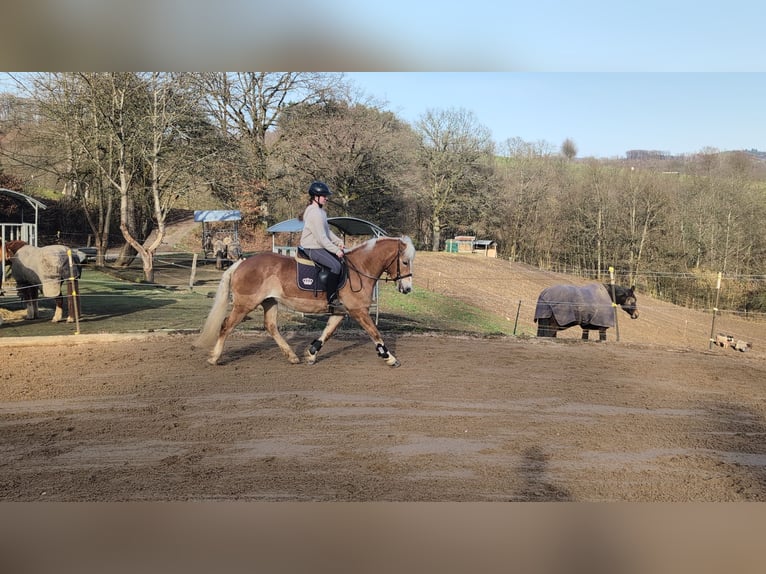 Haflinger Yegua 6 años 157 cm Alazán rojizo in Morsbach