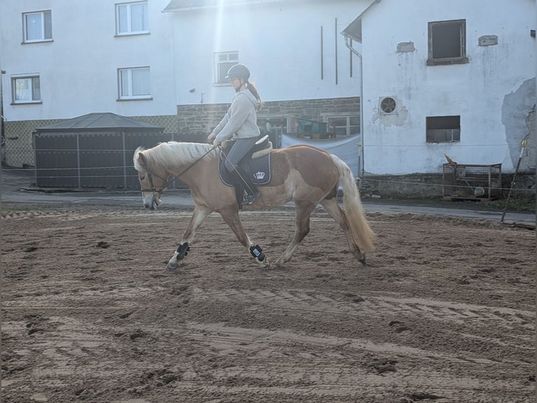 Haflinger Yegua 6 años 157 cm Alazán rojizo in Morsbach