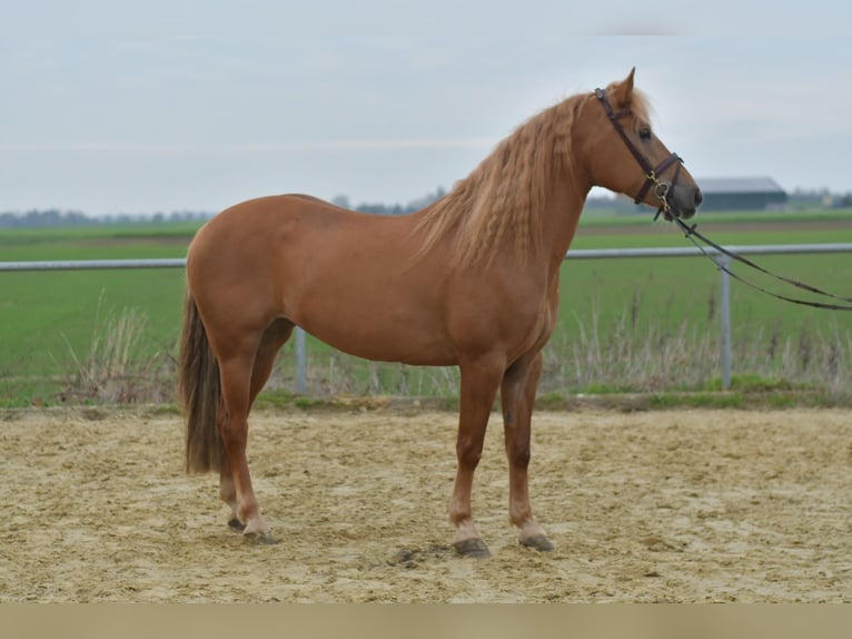Haflinger Mestizo Yegua 6 años 157 cm Castaño claro in Geilenkirchen