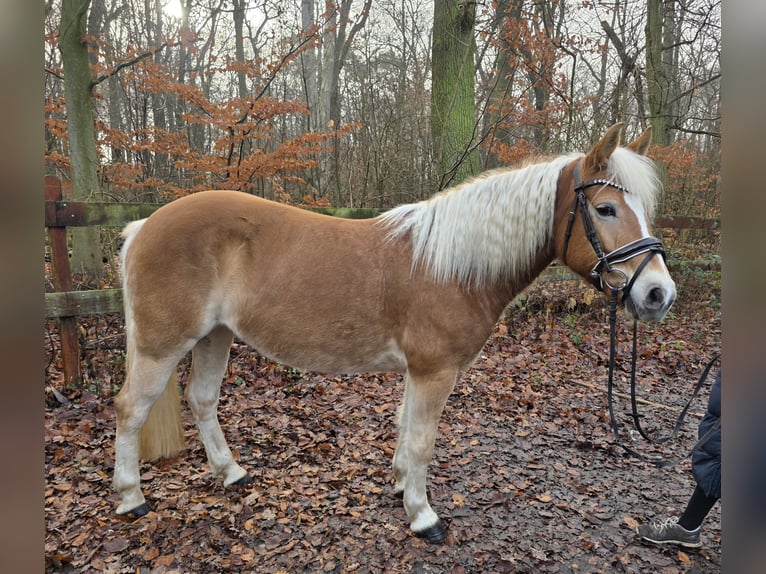 Haflinger Yegua 6 años in Braunschweig