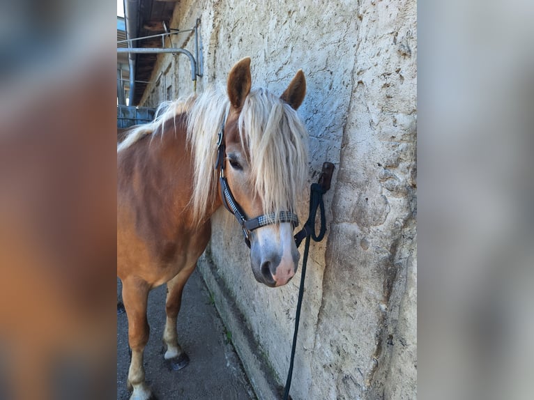 Haflinger Yegua 7 años 144 cm Alazán in Levenhagen