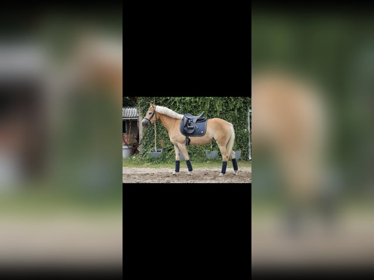 Haflinger Yegua 7 años 147 cm  in Dortmund