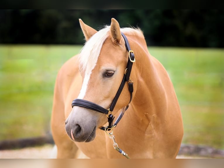 Haflinger Mestizo Yegua 7 años 148 cm Alazán in Rott am Inn