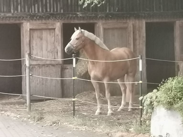 Haflinger Mestizo Yegua 7 años 148 cm Alazán in Rott am Inn