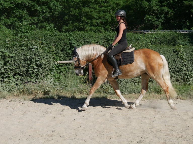 Haflinger Yegua 7 años 148 cm  in Sinzing