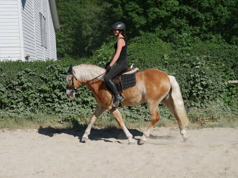 Haflinger Yegua 7 años 148 cm  in Sinzing