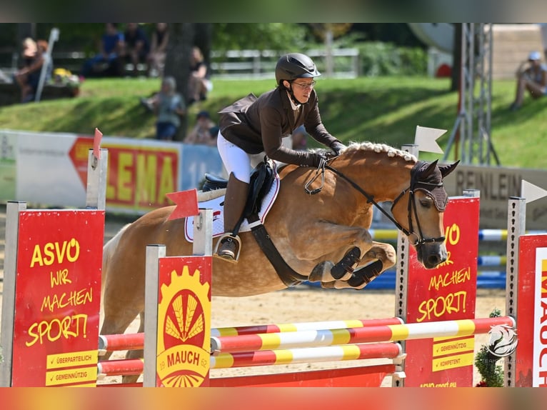 Haflinger Yegua 7 años 149 cm Alazán in Aigen im Ennstal
