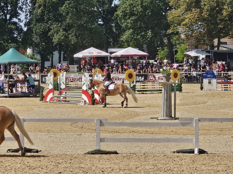 Haflinger Yegua 7 años 149 cm Alazán in Aigen