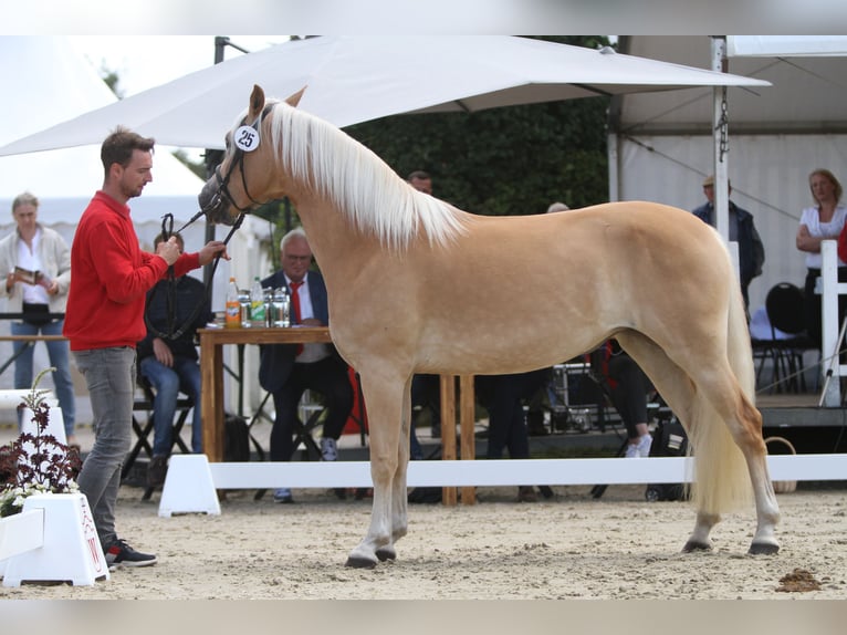 Haflinger Yegua 7 años 153 cm Alazán in Willingen (Upland)