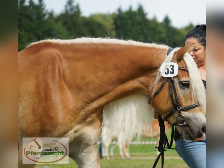 Haflinger Yegua 7 años 153 cm Alazán in Kleblach-Lind