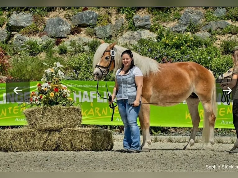 Haflinger Yegua 7 años 153 cm Alazán in Kleblach-Lind