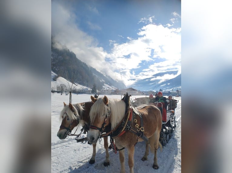 Haflinger Yegua 7 años 153 cm Alazán in Großarl
