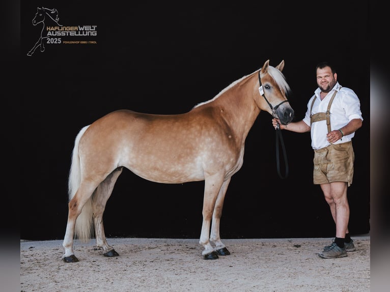Haflinger Yegua 7 años 153 cm Alazán in Großarl
