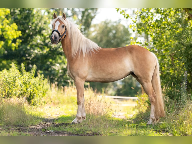 Haflinger Yegua 7 años 154 cm in Trebbin