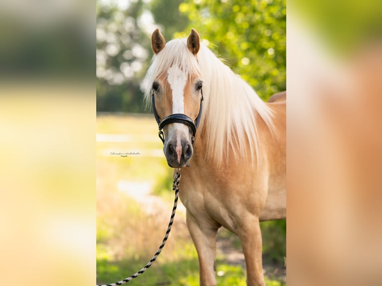 Haflinger Yegua 7 años 154 cm in Trebbin