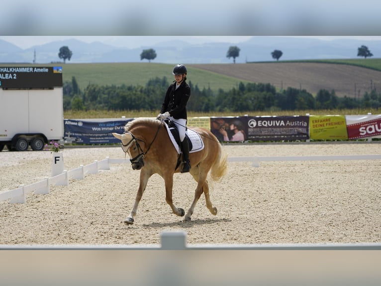 Haflinger Yegua 7 años 155 cm Alazán in Langmannersdorf