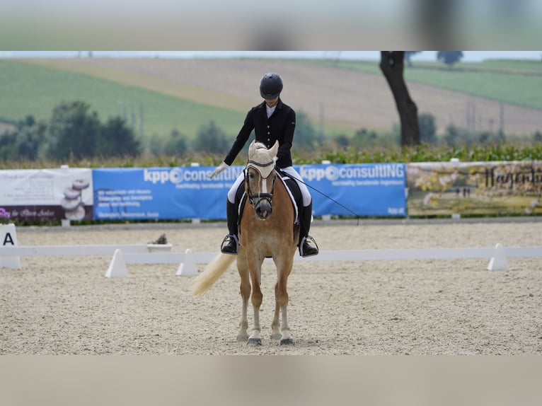 Haflinger Yegua 7 años 155 cm Alazán in Langmannersdorf
