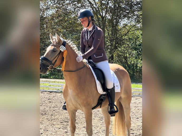 Haflinger Yegua 7 años  in Rheinsberg Zühlen