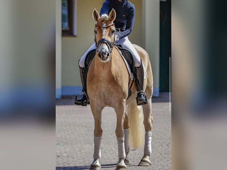 Haflinger Yegua 7 años  in Rheinsberg Zühlen