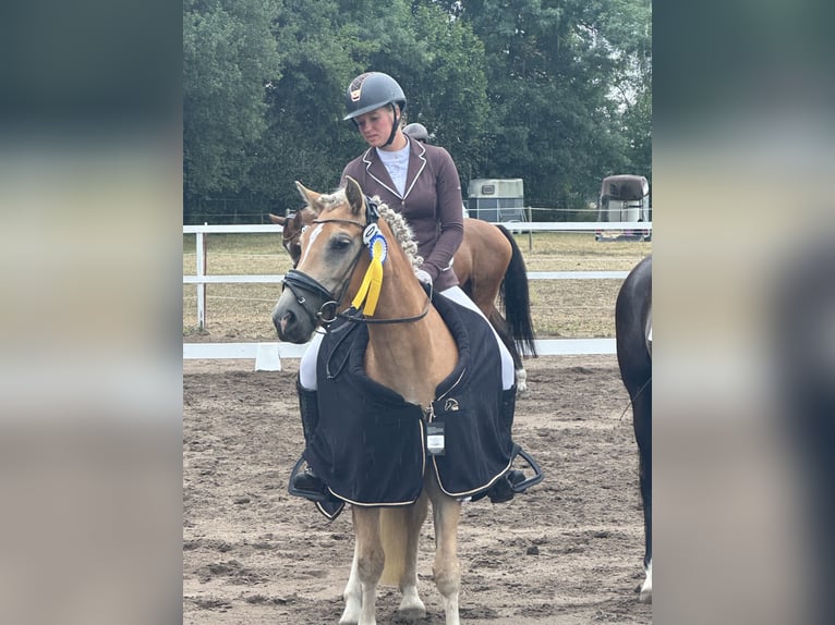Haflinger Yegua 7 años  in Rheinsberg Zühlen