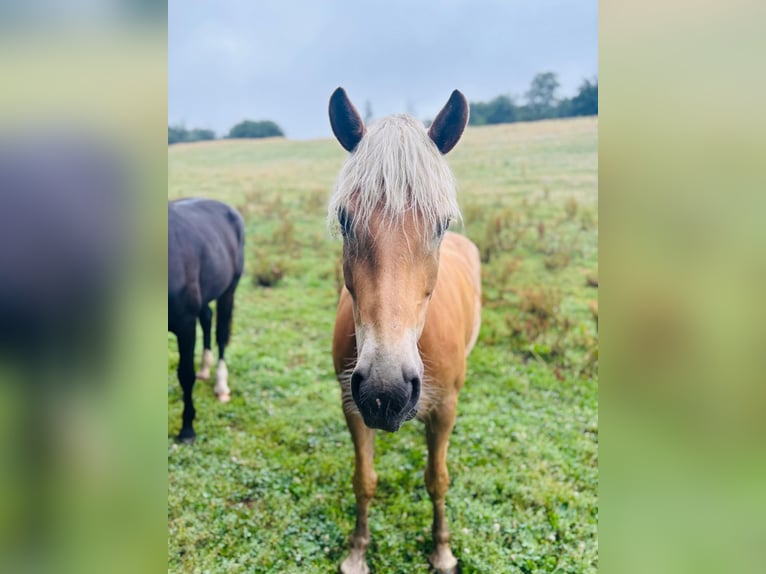 Haflinger Yegua 7 años  in Arnsberg