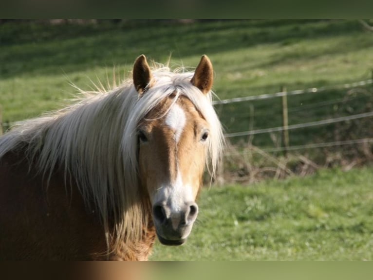 Haflinger Yegua 8 años 138 cm Alazán in Grasellenbach