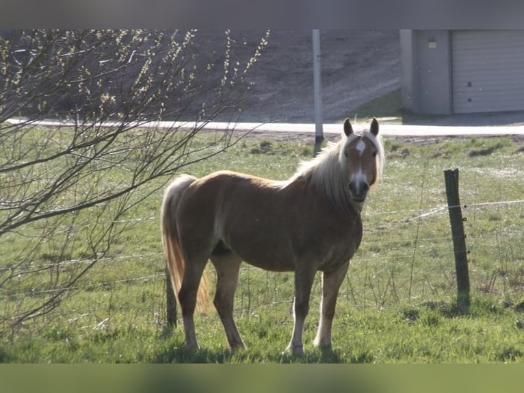 Haflinger Yegua 8 años 138 cm Alazán in Grasellenbach
