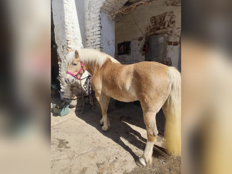 Haflinger Yegua 8 años 142 cm Alazán in Feldbach