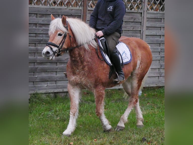 Haflinger Yegua 8 años 142 cm in Dorsten