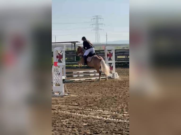 Haflinger Yegua 8 años 145 cm  in Franzensdorf
