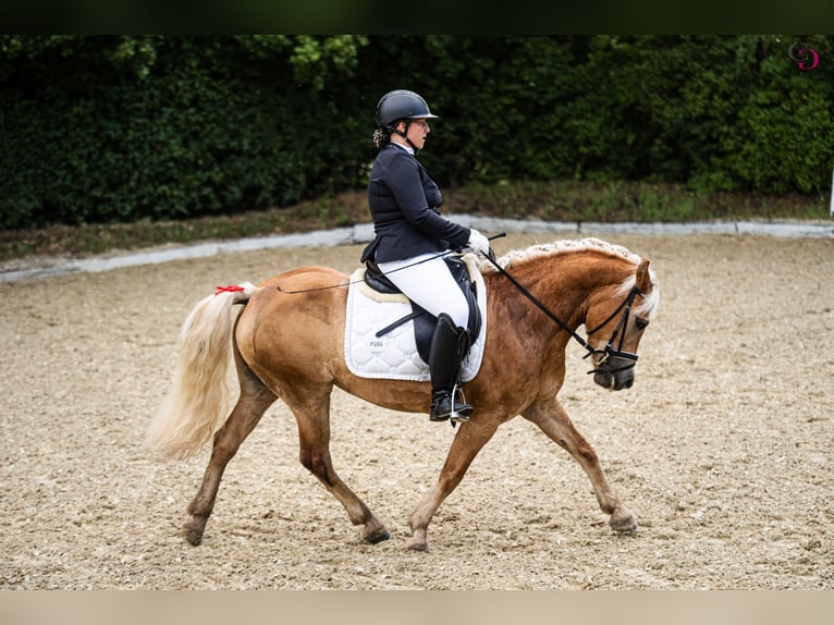 Haflinger Yegua 8 años 145 cm  in Franzensdorf