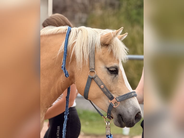Haflinger Yegua 8 años 145 cm  in Amorbach