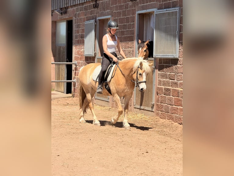 Haflinger Yegua 8 años 145 cm  in Amorbach