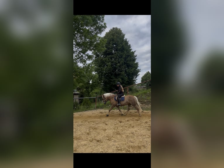 Haflinger Yegua 8 años 146 cm Alazán in Neustadt in Sachsen Oberottendorf