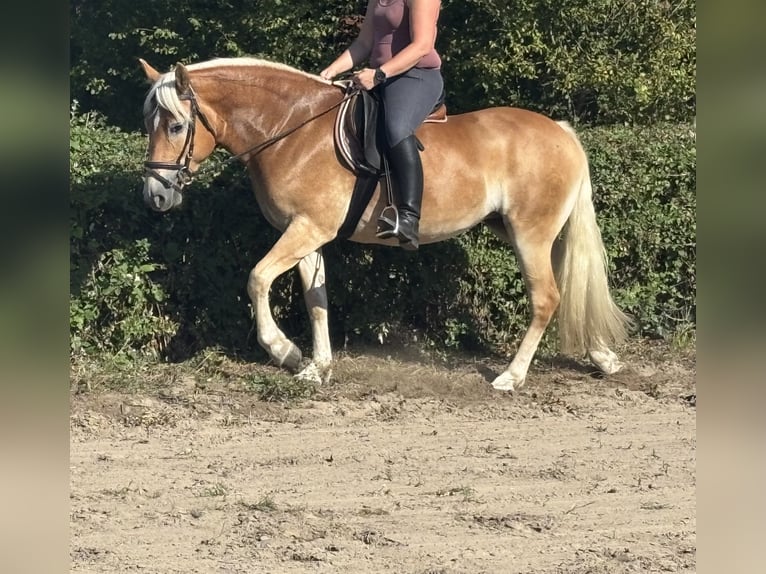 Haflinger Yegua 8 años 146 cm Alazán in Dortmund