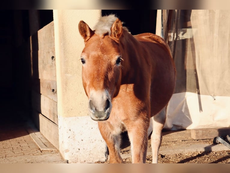 Haflinger Yegua 8 años 146 cm Alazán in Kienberg