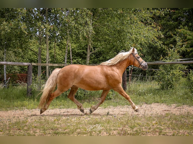 Haflinger Yegua 8 años 147 cm Palomino in Höchstädt im Fichtelgebirge