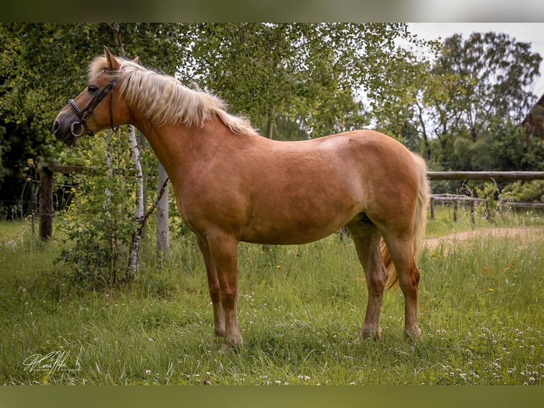 Haflinger Yegua 8 años 147 cm Palomino in Höchstädt im Fichtelgebirge