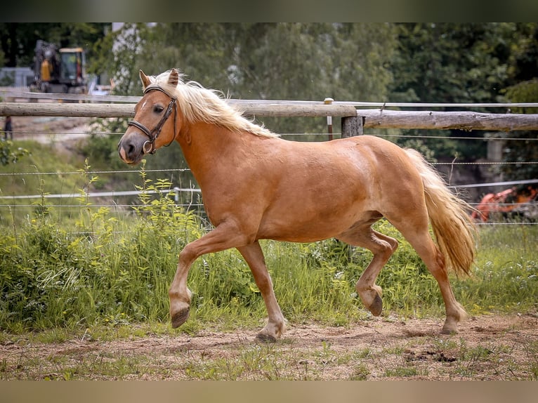 Haflinger Yegua 8 años 147 cm Palomino in Höchstädt im Fichtelgebirge