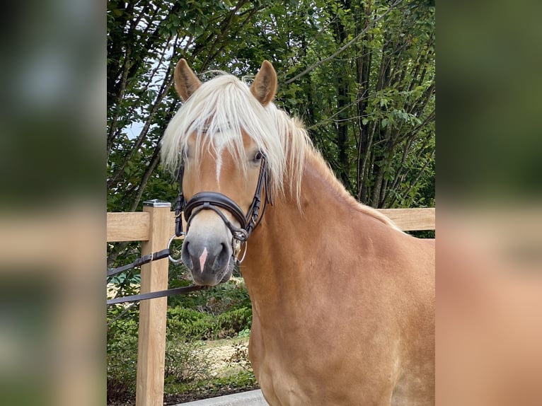 Haflinger Yegua 8 años 148 cm Alazán in Iggingen