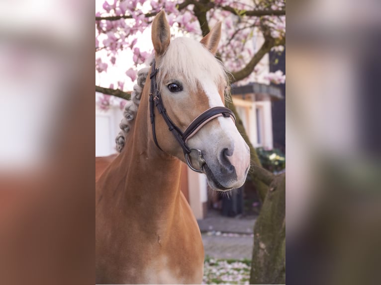 Haflinger Yegua 8 años 148 cm Bayo in Herne