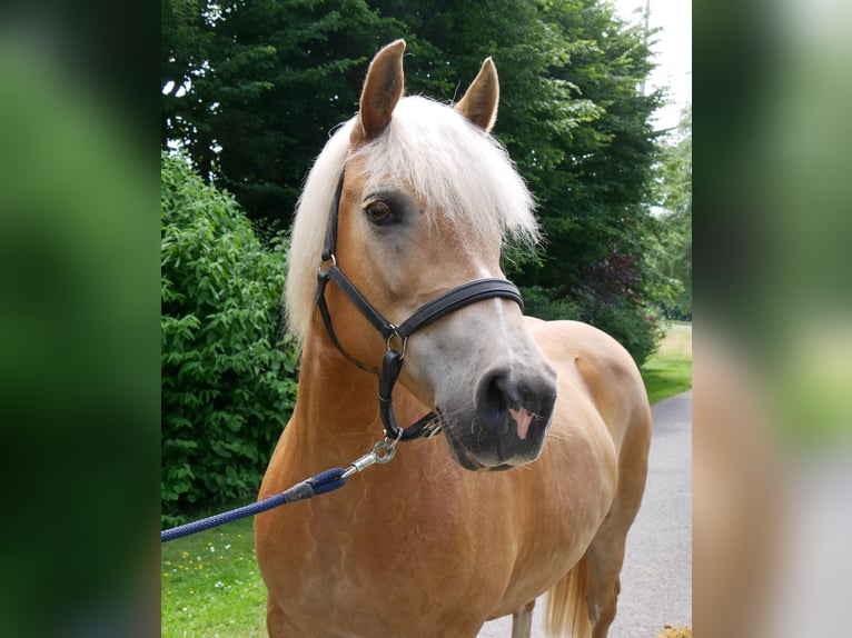 Haflinger Yegua 8 años 148 cm  in Dorsten